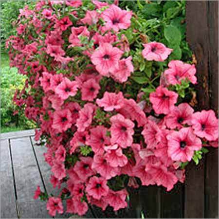 Ornamental Plants Ornamental Plants