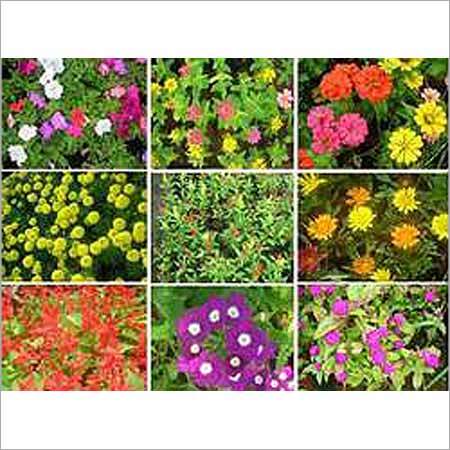 Seasonal Plants Seasonal Plants