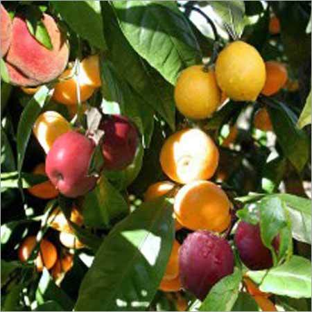 Fruit Plants Fruit Plants