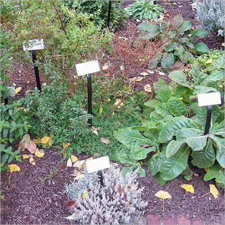Medicinal Plants Medicinal Plants