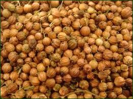 Coriander Seeds Coriander Seeds