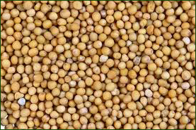 Mustard Seeds Mustard Seeds