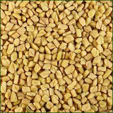 Fenugreek Seed Fenugreek Seed