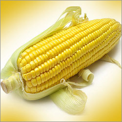 Yellow Maize Corn Yellow Maize Corn