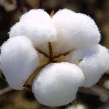 Raw Cotton Raw Cotton