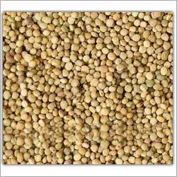 Roasted Guar Korma Roasted Guar Korma