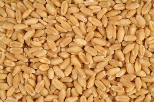 Wheat Exporters From india Wheat Exporters From india