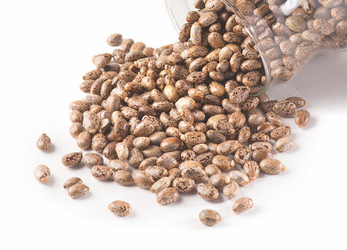 Caster Bean Caster Bean