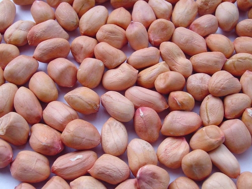Exporters Of Groundnuts Exporters Of Groundnuts