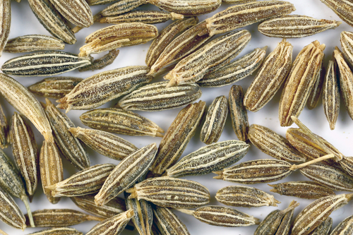 Cumin Seeds Exporters india Cumin Seeds Exporters india