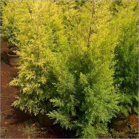 Golden Cypress Plants Golden Cypress Plants