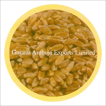 Indian Wheat Indian Wheat