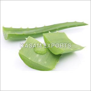 Aloe Vera Aloe Vera