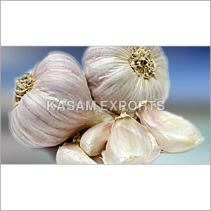 Allium Sativum Allium Sativum