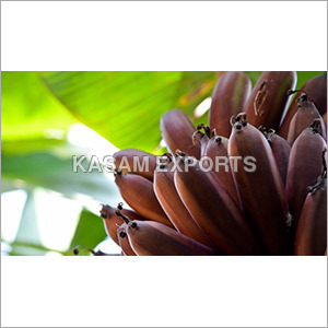 Musa Acuminate Musa Acuminate