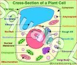 PLANT-CELL PLANT-CELL