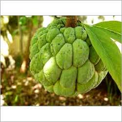 Frozen Custard Apple Pulp Frozen Custard Apple Pulp