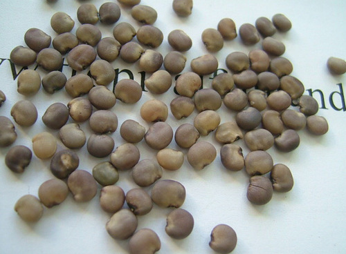 Guar Seeds Guar Seeds