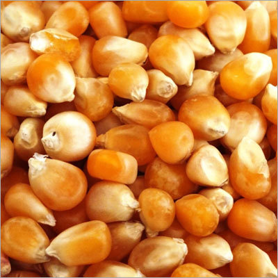 Yellow Corn Seeds Yellow Corn Seeds
