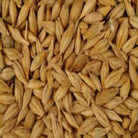 Barley Seeds Barley Seeds