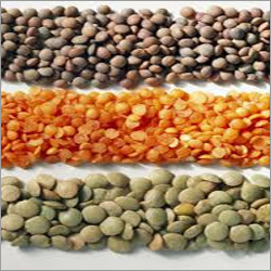 Green Lentils Green Lentils