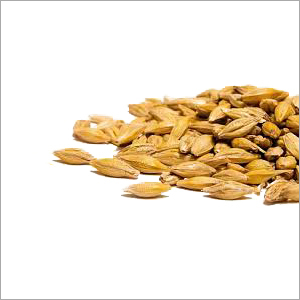 Barley Seeds Barley Seeds