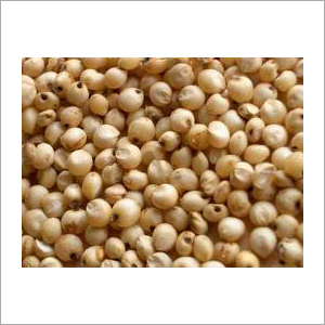 Sorghum Seeds Sorghum Seeds