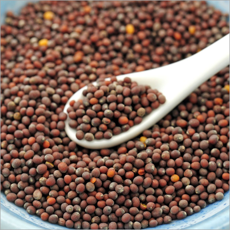 Mustard Seeds Mustard Seeds