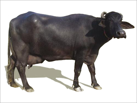 Murrah Buffalo Breed Murrah Buffalo Breed