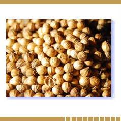 Coriander Seeds Coriander Seeds