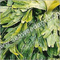 Seaweed Extract Seaweed Extract