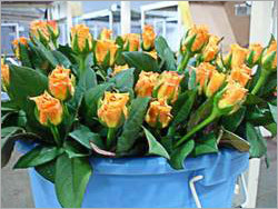 Fresh Flower Bunch Fresh Flower Bunch