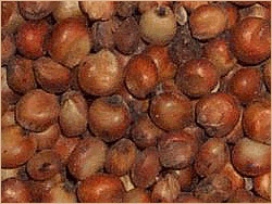 Food Grains Food Grains