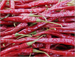 Red Chilli Red Chilli