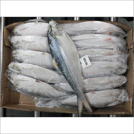 Hilsa Fish Hilsa Fish
