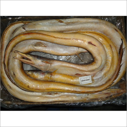 Frozen Eel Fish Frozen Eel Fish