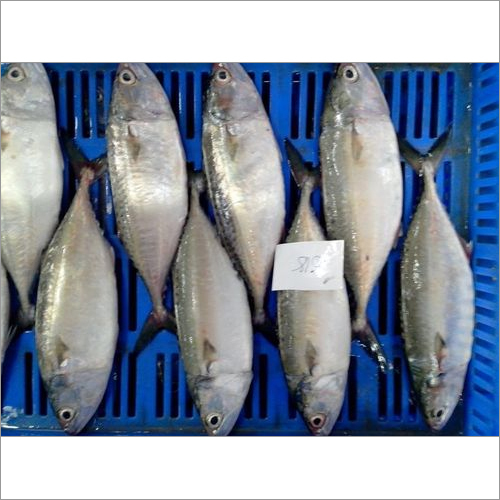 Frozen Mackerel Frozen Mackerel