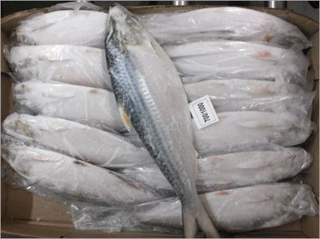 Hilsa Fish Hilsa Fish