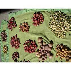 Potato Seeds Potato Seeds