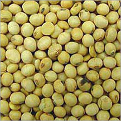 Soya Seeds Soya Seeds