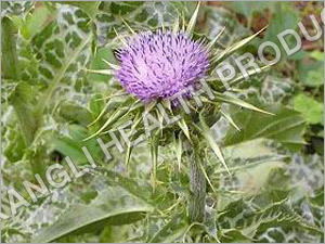 Milk Thistle Extract Milk Thistle Extract
