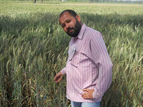 Organic Wheat Seeds Organic Wheat Seeds
