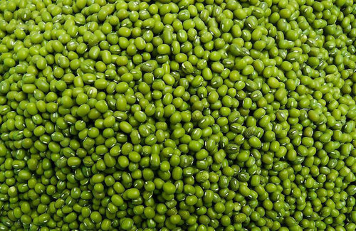 Green Mung Seeds Green Mung Seeds