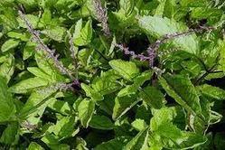 Tulsi Extract Capsule Tulsi Extract Capsule