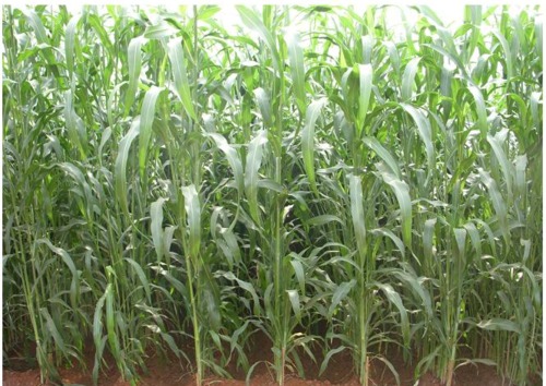 Single Cut Jowar Single Cut Jowar
