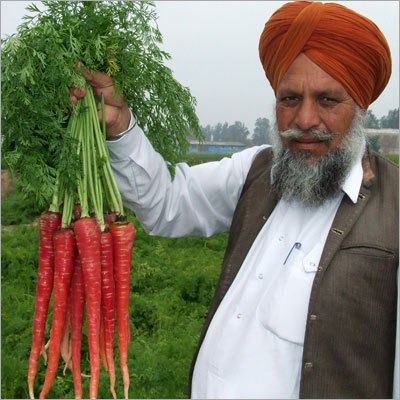 Carrot Seeds Carrot Seeds