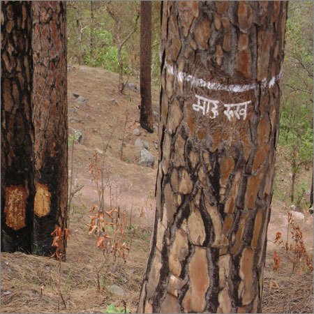 Mother Trees are left within tapping areas for natural regeneration of pine trees Mother Trees are left within tapping areas for natural regeneration of pine trees