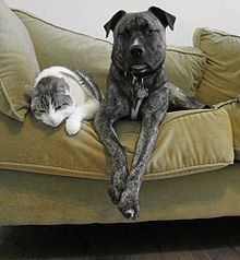 PETS PETS