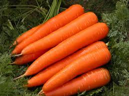 Organic Carrot Organic Carrot