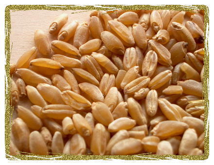 Durum Wheat Durum Wheat
